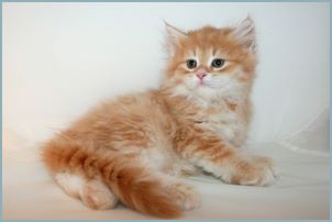 Male Siberian Kitten from Deedlebug Siberians